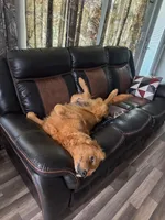 Blue boy , a male Golden Retriever for sale in Lawndale, NC – 2 of 5