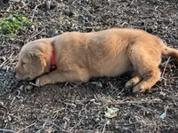 Red boy , a female Golden Retriever for sale in Lawndale, NC – 1 of 6
