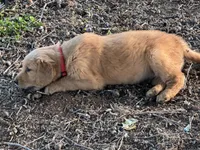 Red boy , a female Golden Retriever for sale in Lawndale, NC – 2 of 6