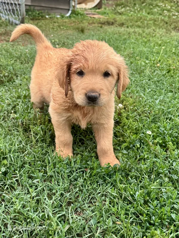 Blue boy  – Golden Retriever puppy for sale in Lawndale, NC