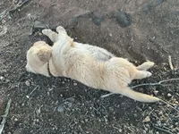 Black boy , a male Golden Retriever for sale in Lawndale, NC – 1 of 7