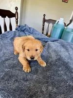 Blue boy , a male Golden Retriever for sale in Lawndale, NC – 4 of 5