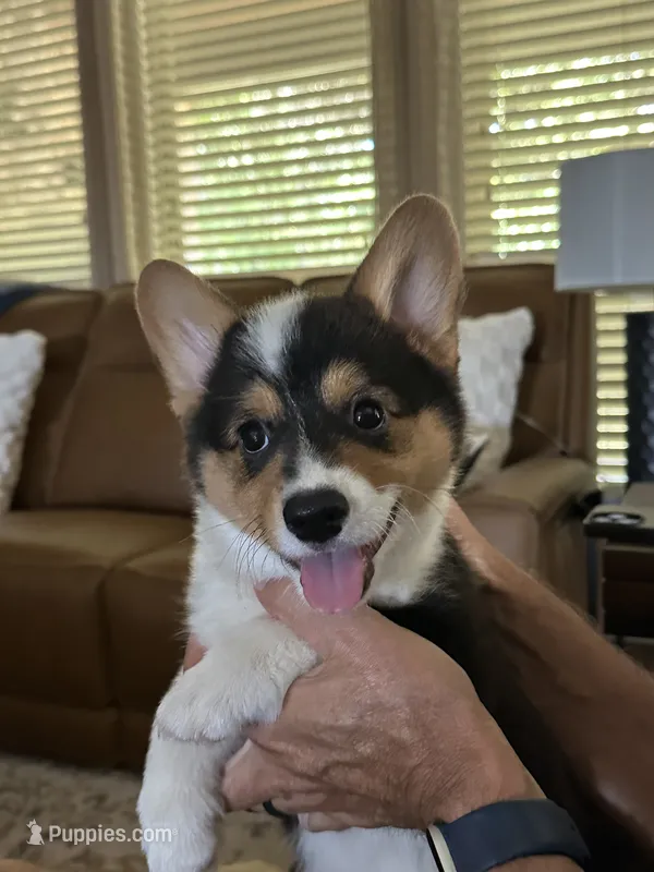 Badger – Pembroke Welsh Corgi puppy for sale in Mansfield, TX