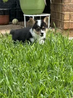 Badger, a male Pembroke Welsh Corgi for sale in Mansfield, TX – 2 of 4