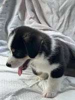 Princess, a female Pembroke Welsh Corgi for sale in Mansfield, TX – 2 of 5