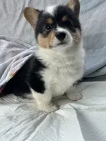 Badger, a male Pembroke Welsh Corgi for sale in Mansfield, TX – 3 of 4