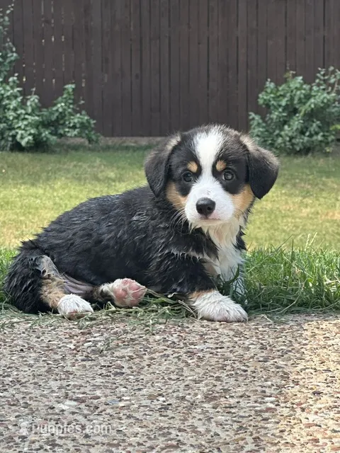Princess – Pembroke Welsh Corgi puppy for sale in Mansfield, TX