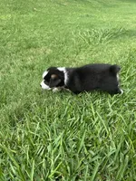 Princess, a female Pembroke Welsh Corgi for sale in Mansfield, TX – 3 of 5