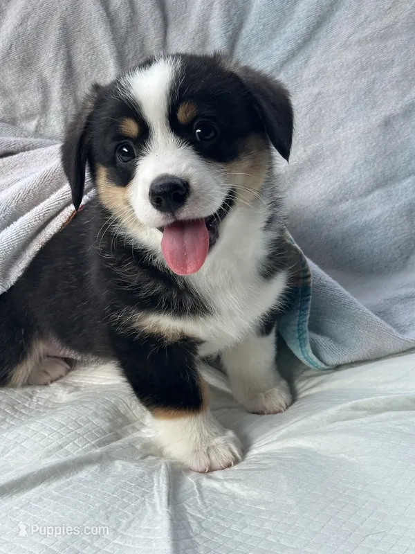 Princess – Pembroke Welsh Corgi puppy for sale in Mansfield, TX
