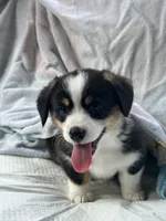 Princess, a female Pembroke Welsh Corgi for sale in Mansfield, TX – 4 of 5