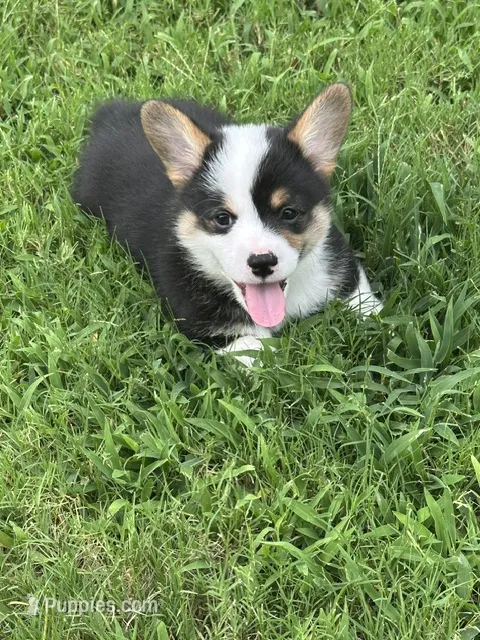 Lucky – Pembroke Welsh Corgi puppy for sale in Mansfield, TX
