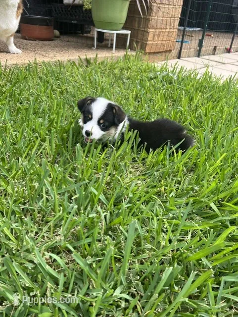 Toby – Pembroke Welsh Corgi puppy for sale in Mansfield, TX