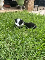 Toby, a male Pembroke Welsh Corgi for sale in Mansfield, TX – 1 of 5
