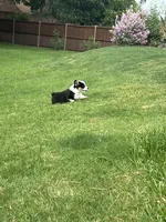 Toby, a male Pembroke Welsh Corgi for sale in Mansfield, TX – 4 of 5