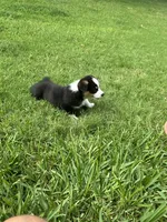 Princess, a female Pembroke Welsh Corgi for sale in Mansfield, TX – 5 of 5
