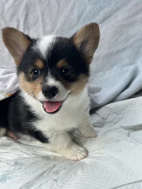 Badger – Pembroke Welsh Corgi puppy for sale in Mansfield, TX