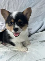 Badger, a male Pembroke Welsh Corgi for sale in Mansfield, TX – 1 of 4