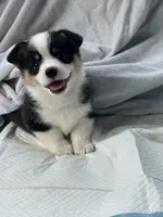 Toby, a male Pembroke Welsh Corgi for sale in Mansfield, TX – 2 of 5
