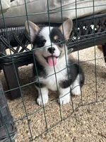 Lucky, a male Pembroke Welsh Corgi for sale in Mansfield, TX – 2 of 3