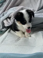 Toby, a male Pembroke Welsh Corgi for sale in Mansfield, TX – 5 of 5