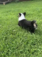 Badger, a male Pembroke Welsh Corgi for sale in Mansfield, TX – 4 of 4