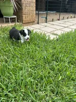 Toby, a male Pembroke Welsh Corgi for sale in Mansfield, TX – 3 of 5