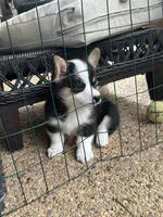 Lucky, a male Pembroke Welsh Corgi for sale in Mansfield, TX – 3 of 3