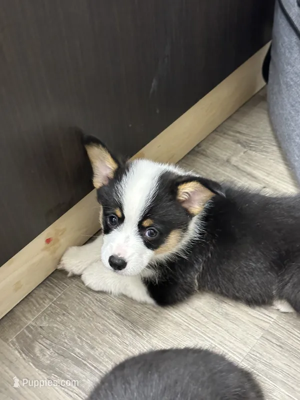 Toby – Pembroke Welsh Corgi puppy for sale in Mansfield, TX