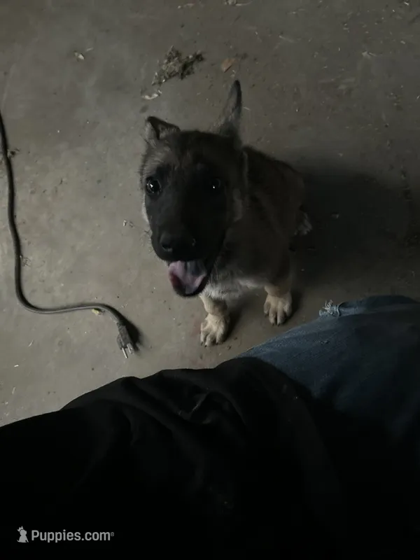 Coyote  – German Shepherd Dog puppy for sale in Bakersfield, CA