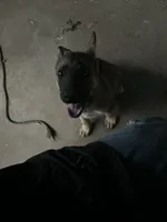 Coyote , a male German Shepherd Dog for sale in Bakersfield, CA – 1 of 3
