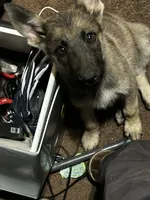 Coyote , a male German Shepherd Dog for sale in Bakersfield, CA – 2 of 3