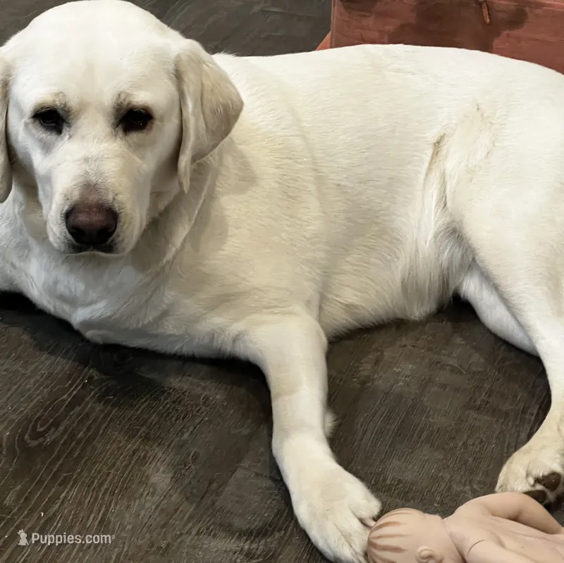 Bailey – Labrador Retriever puppy for sale in Youngsville, NC