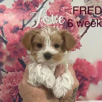 FRED, a male Yorkshire Terrier for sale in Forest, VA – Photo 3 of 8