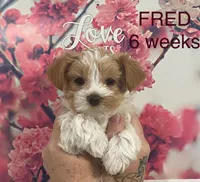 FRED, a male Yorkshire Terrier for sale in Forest, VA – Photo 3 of 8