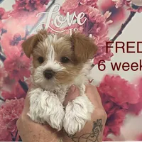 FRED, a male Yorkshire Terrier for sale in Forest, VA – Photo 2 of 8