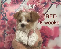 FRED, a male Yorkshire Terrier for sale in Forest, VA – Photo 2 of 8