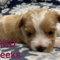 FRED, a male Yorkshire Terrier for sale in Forest, VA – Photo 7 of 8