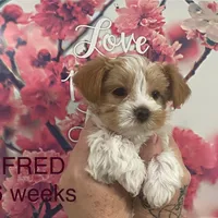 FRED, a male Yorkshire Terrier for sale in Forest, VA – Photo 1 of 8