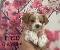 FRED, a male Yorkshire Terrier for sale in Forest, VA – Photo 1 of 8