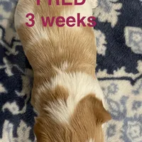 FRED, a male Yorkshire Terrier for sale in Forest, VA – Photo 6 of 8