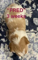 FRED, a male Yorkshire Terrier for sale in Forest, VA – Photo 6 of 8