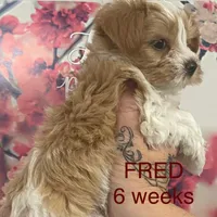 FRED, a male Yorkshire Terrier for sale in Forest, VA – Photo 5 of 8