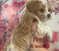 FRED, a male Yorkshire Terrier for sale in Forest, VA – Photo 5 of 8