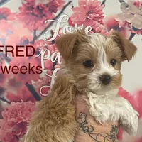 FRED, a male Yorkshire Terrier for sale in Forest, VA – Photo 4 of 8