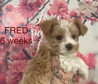 FRED, a male Yorkshire Terrier for sale in Forest, VA – Photo 4 of 8