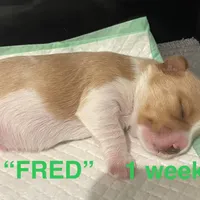 FRED, a male Yorkshire Terrier for sale in Forest, VA – Photo 8 of 8