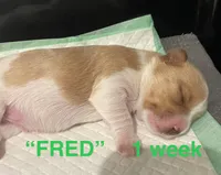 FRED, a male Yorkshire Terrier for sale in Forest, VA – Photo 8 of 8