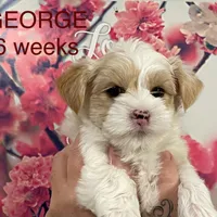 GEORGE, a male Yorkshire Terrier for sale in Forest, VA – Photo 2 of 8