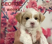 GEORGE, a male Yorkshire Terrier for sale in Forest, VA – Photo 2 of 8