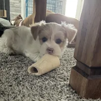 GEORGE, a male Yorkshire Terrier for sale in Forest, VA – Photo 5 of 8